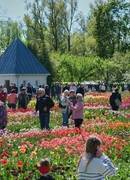 Tradicija tęsiasi – Burbiškio dvaro Tulpių žydėjimo šventė vyks 24-ą kartą